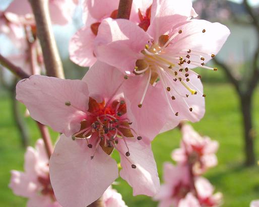 Weinbergspfirsichblüte